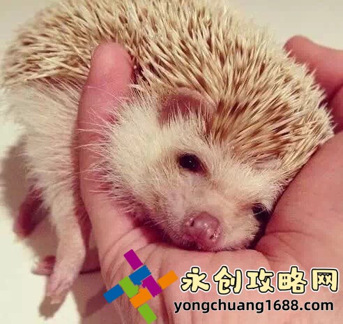 探秘麻豆精產(chǎn)國品一二三產(chǎn)區(qū)：品質(zhì)與創(chuàng)新的完美融合